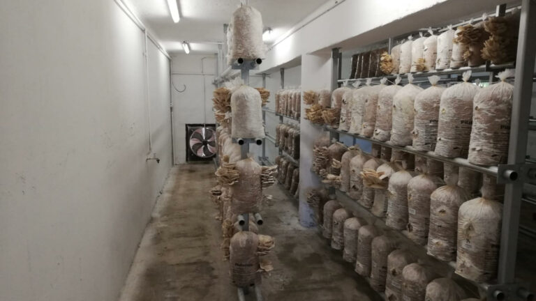 Oyster Mushroom Farm