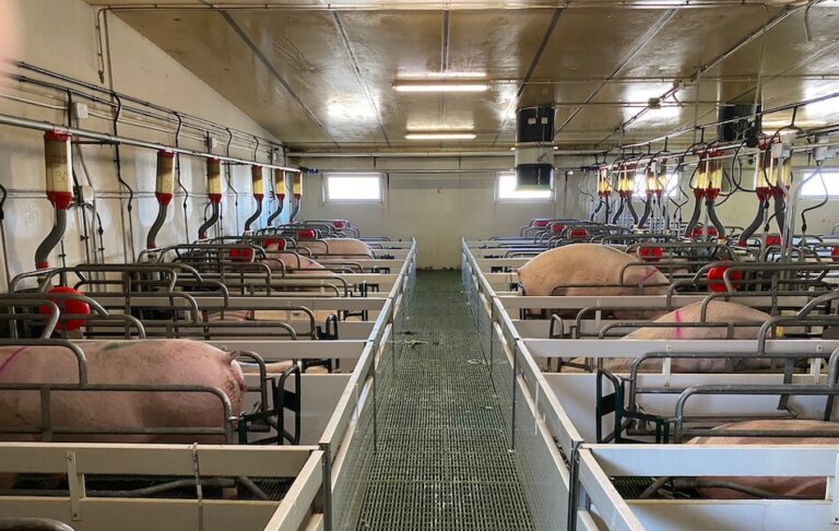 Smart pig farm management at Lamapor