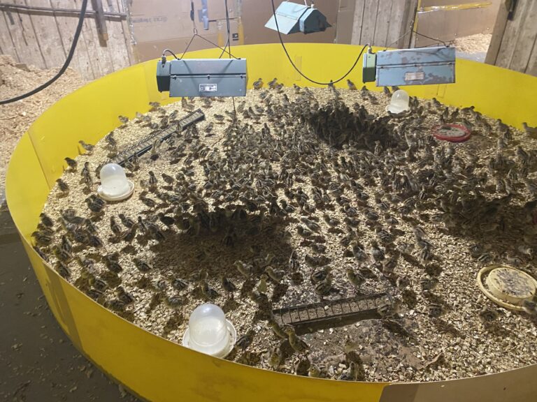 Pheasant breeding farm