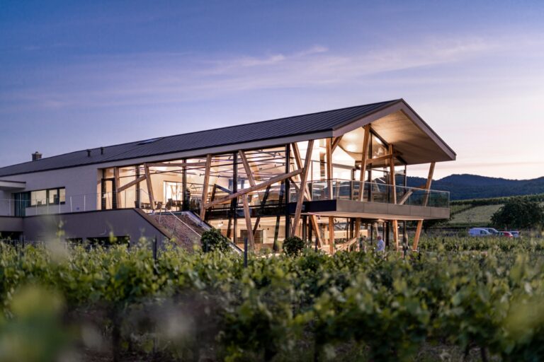 Highlight in the vineyard