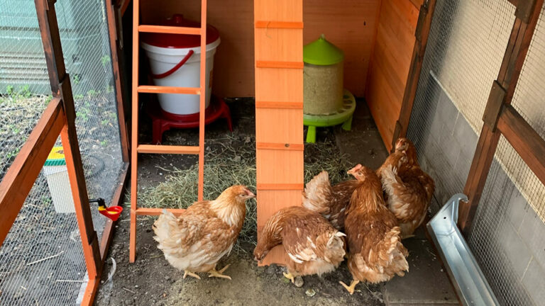 Smart chicken coop