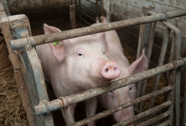 Smart pigsty