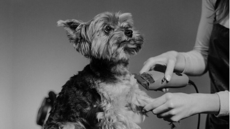 Animal Beauty - Pet grooming salon